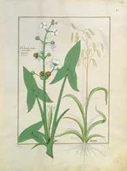 Illustrazione dal Libro delle Semplici Medicine di Mattheaus Platearius 153r